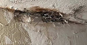 Mold cases grow in Palm Beach County apartments during humid, stormy summer