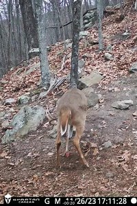 Who likes big thick racked 10 points? | Spartan Camera