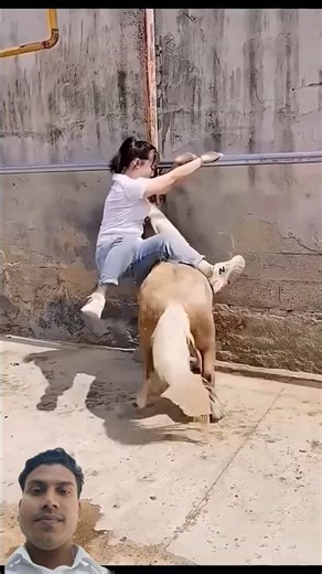 Funny animals videos #funny #animals #shorts #video