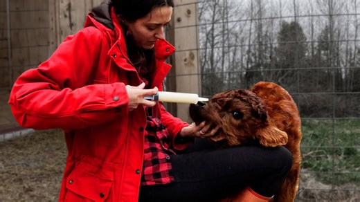 What Farmers Learn After Losing Another Young Calf