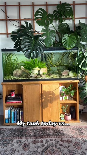 Transforming My Aquarium: From Beginner to Pro