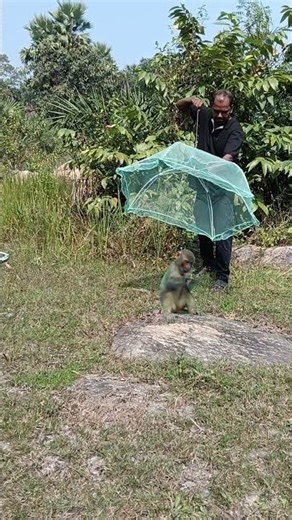 Open Catching Monkey 🐒 #youtube #trend #viral #video #shorts