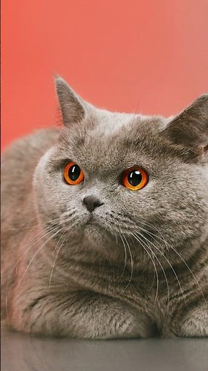 What Colors Do British Shorthair Cats Come In? #animals #petslife#shortsvideo
