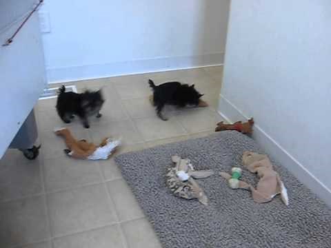 yorkie puppies playing