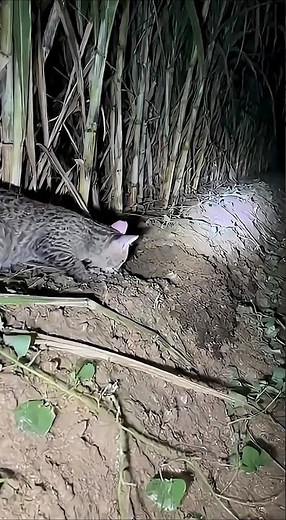 Feline Lightning Grab Technique—No Mouse Can Escape #beautiful #wildlife