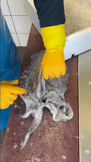 How to clean Cuttlefish