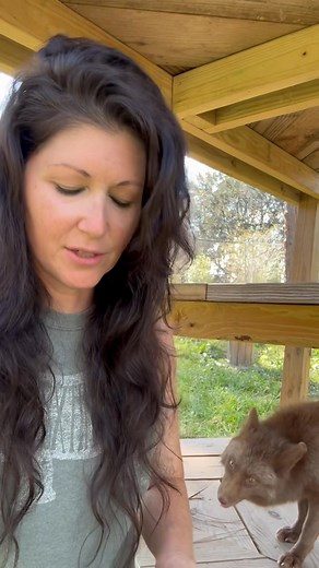 We have some sad news to share from Saveafox South… In light of this tragedy, our team is taking action to further reinforce our fox habitats against native wildlife. In the two years that our Florida location has been established, we have had no other encounters or incidents with venomous snakes. This was completely unexpected. Through proactive deterrents, we hope that we can prevent something like this from happening again. The snake did not “attack” him, that is not in a snakes nature, it wa