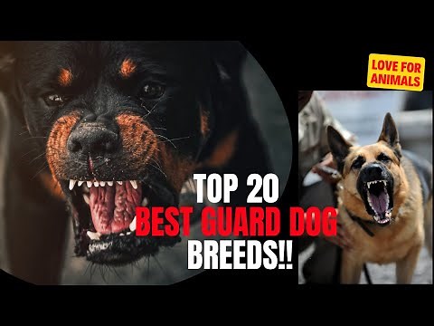 Top 20 Best Guard Dog Breeds!!