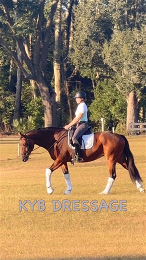 This mare is now spoken for! Exceptional Mare! Exceptional value. If you are looking for an investment horse or just the best deal ever well,…. Kit may be it! 8 year old mare by Fantastic out of a Briar mare this big sweetie has had one foal, shown through first level with high score of show 71% very limited showing. Great trail horse also very game jumper. Dressage, eventing, hunter, broodmare. Lots of possibilities fir this super sound good looking mare. PM Yvonne Barteau for more. | KYB Dress