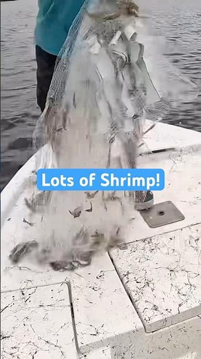 Net Full of Shrimp in Jacksonville Florida 2025! #shrimp #fishing #shorts