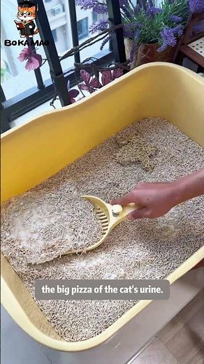 Cat Peeing on the Side? This Cat Litter Solves It! Non-Stick & Tight Clumping