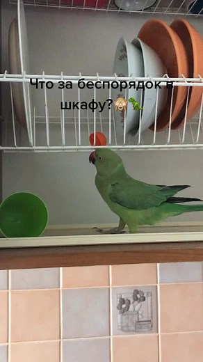 Развели беспорядок, приходится выкидывать то, что плохо лежит🤷‍♀️🙄🦖. #хулиганка #попугай #порядоквдом #ожереловыйпопугай #parrot #birdslove #top