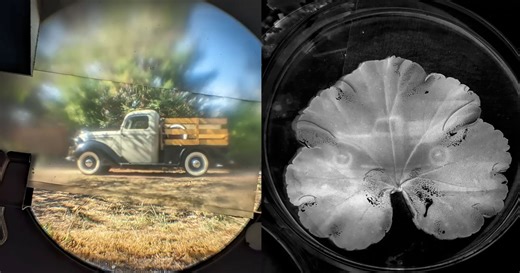 Scientist Turns Plants into Photos by Making Prints Directly onto Leaves