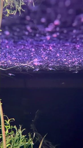 Endler and Guppy Fry || Planted Fish Tank