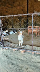 جعلی سانن کی مارکیٹ میں اینٹری (احتیاط کریں) | Goat Land Farms