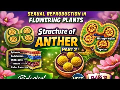 Structure of Anther l Sexual reproduction in flowering plants l Part 2 l Class 12 l NEET