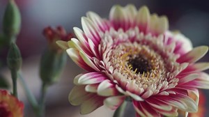 Flower, Spring, Close Up. Free Stock Video