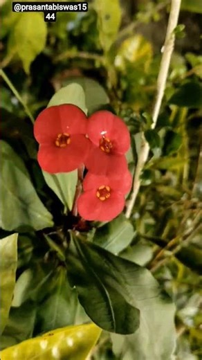 The Flower Name🥀#shortsfeed #flowers Is Red Euphorbia milii, (🏵️🥀ফুলটির নাম লাল ইউফোরবিয়া মিলিই)