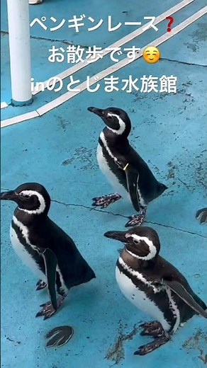 のとじま水族館のペンギン｜能登島で出会うかわいい姿：Penguins at Notojima Aquarium #のとじま水族館 #ペンギン #NotojimaAquarium #penguins