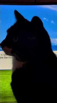 ᓚᘏᗢ Kitty Wanting Attention In-Front of Computer Monitor | Cute Tuxedo Cat Short