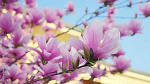Beautiful pink blooming magnolia tree against blue sky. Close up of magnolia blossoms in the spring season. 4K