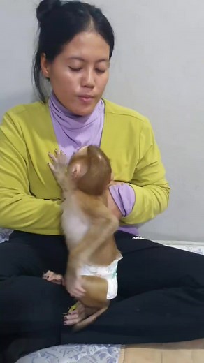 9.1K views · 183 reactions | #monkeys #monkeyface #monkeyforest #babymonkey #monkeyingaround #monkeylove #monkeyisland #monkeytemple #monkeyking #monkeyshoulder #animal #wildlife #wild #animallovers #monkeystyle #monkeyswing #cuteanimal #babymonkeypet | Monkey familys | Facebook