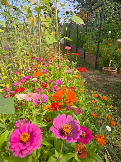 Planting Thousands of Flowers Along a 70ft Fence: Zinnias, Marigolds & Sunflowers