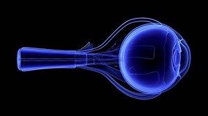 Human eye cross section anatomy medical 3d animation