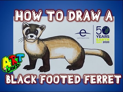 How to Draw a BLACK FOOTED FERRET