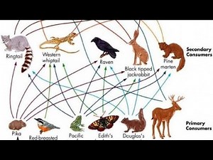Biosphere vs Ecosystem Differences