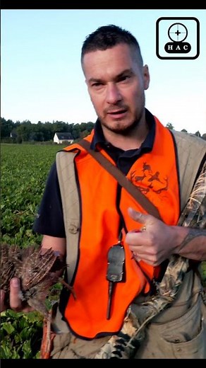 Partridge hunting with pointing dogs #hunting #pointer #hunting