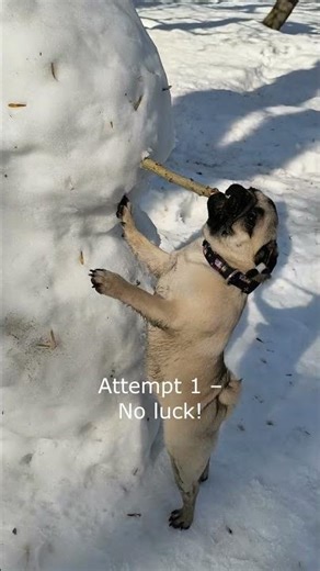 Pug Tries to Solve Snowman Puzzle – 3 Attempts & Epic Win! 🐶🎉 #pug #dog #snow