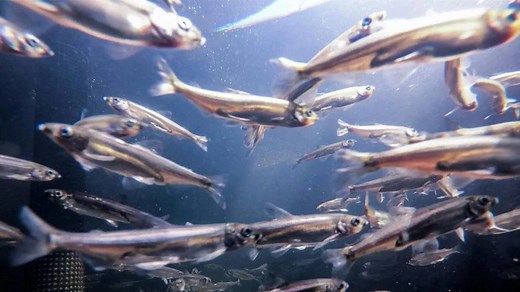 California Delta smelt controversy ranges from lawsuits to Trump executive orders
