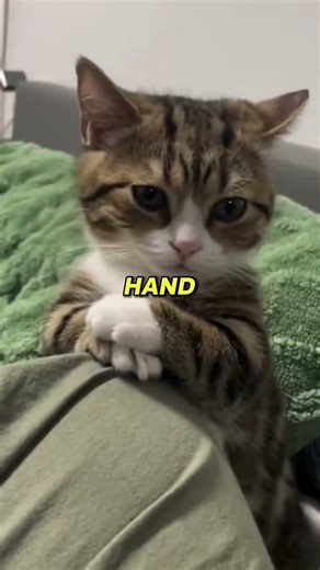 This Is EXACTLY Why Cats Are Better Than Dogs #cat #cats #dog #pets