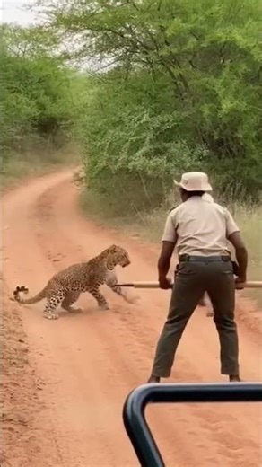 😱 Leopard Attacks Rescue Team During Operation | Shocking & Terrifying Moment Caught on Camera