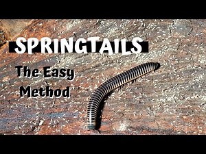 Culturing Springtails For Bioactive Vivariums | The Easy Way