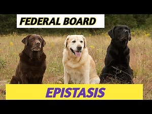 EPISTASIS | EPISTATIC GENE | CHAPTER NO. 22| FEDERALBOARD| LECTURE NO.07 |TIBS |