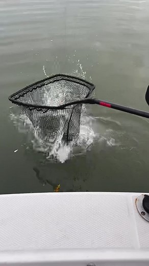 Catch a fish and a buzz at the same time! 🦈🍺🤙 #fishing #catchafish #catchabuzz #shark #chillnreel #oneliners | Chill-N-Reel