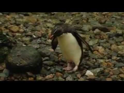 Green Balloon Club - At the zoo song - Cbeebies