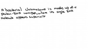 SOLVED:A bacterial chromosome consists of a protein-DNA complex in which its single DNA molecule appears to be supercoiled, as demonstrated by ethidium bromide titration. However, in contrast to the case with naked circular duplex DNA, the light singlestrand nicking of chromosomal DNA does not abolish this supercoiling. What does this indicate about the structure of the bacterial chromosome, that is, how do its proteins constrain its DNA?