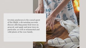 Fire blight