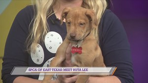 SPCA of East Texas: Meet Ruta Lee