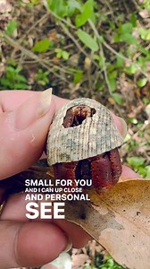 3.4K views · 107 reactions | I find a lot of these kind of shells (nerite) with this kind of shell modification. There must be something inside this shell that makes them create eye holes inside when they get too big for their shell. I’m going to bring him in for a dinner and a new home . | Crustacean Plantation | Facebook