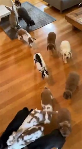 I Opened the Door And Saw THIS… Rabbits JUMPING EVERYWHERE!