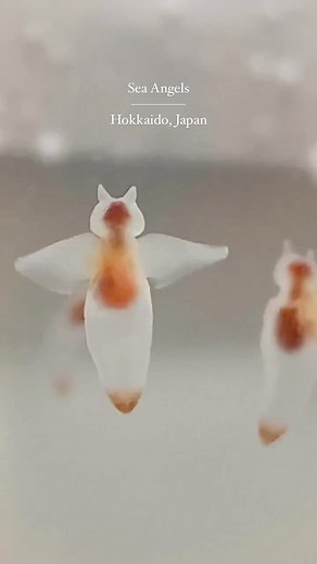 Discover Earth | Clione, aka sea angels, are small, floating sea slugs. They can be found in the Arctic Ocean and cold regions of the North Atlantic Ocean.... | Instagram