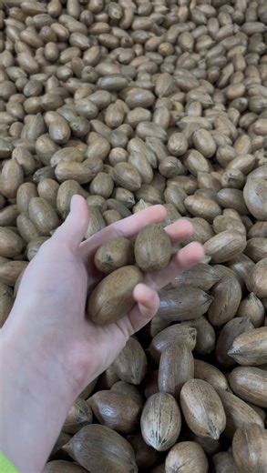 86K views · 718 reactions | This year's pecan harvest is being picked, cleaned, and sorted. All steps before the raw pecans can reach your doorstep.Did you know about this part of our process? #pecans #Harvest2025 | Sunnyland Farms | Facebook