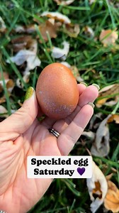 Happy Speckled Egg Saturday! #speckledeggsaturday #reelsvideo #farmlife #fresheggs | Clutch of Color LLC