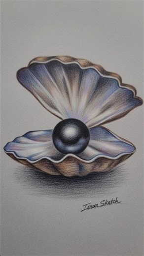 ✅ pearl in a shell sketch 🍁