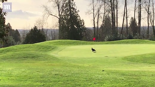 Now that's a birdie! Eagle helps golfer get a hole in one