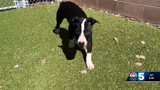 Pet Connection: Sept. 18, 2025